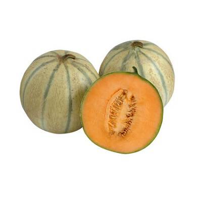 Melon KANTALUPA ekologiczny 1szt. ok. 1kg - BIO (I)