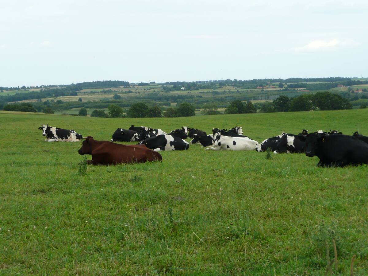 Rolnictwo ekologiczne - prekursor w praktyce i nauce o dobrostanie zwierząt