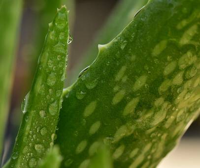 Aloes świeży liście - najciekawsze właściwości zdrowotne